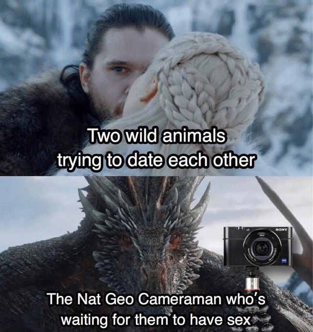 geralt witcher memes - Two wild animals trying to date each other Sony The Nat Geo Cameraman who's waiting for them to have sex