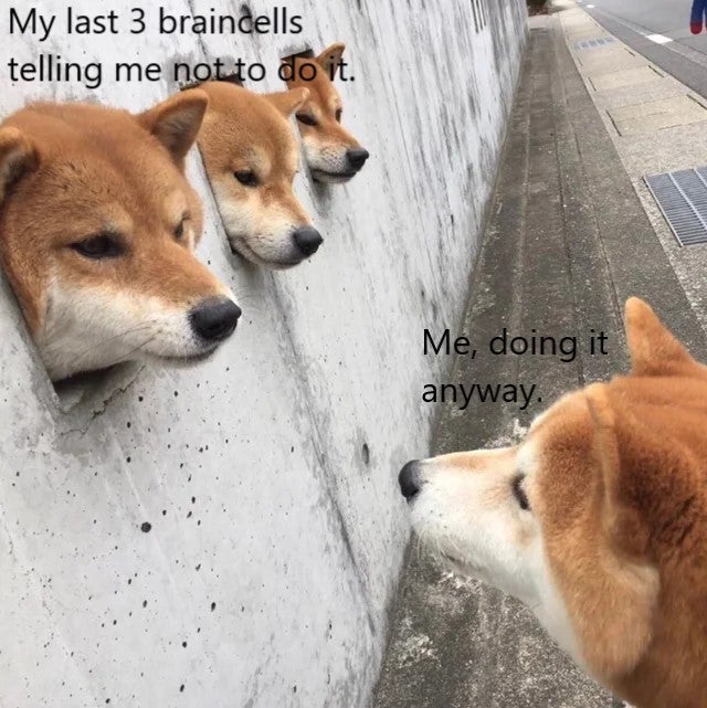 three shibas - My last 3 braindells telling me not to do it. Me, doing it anyway.