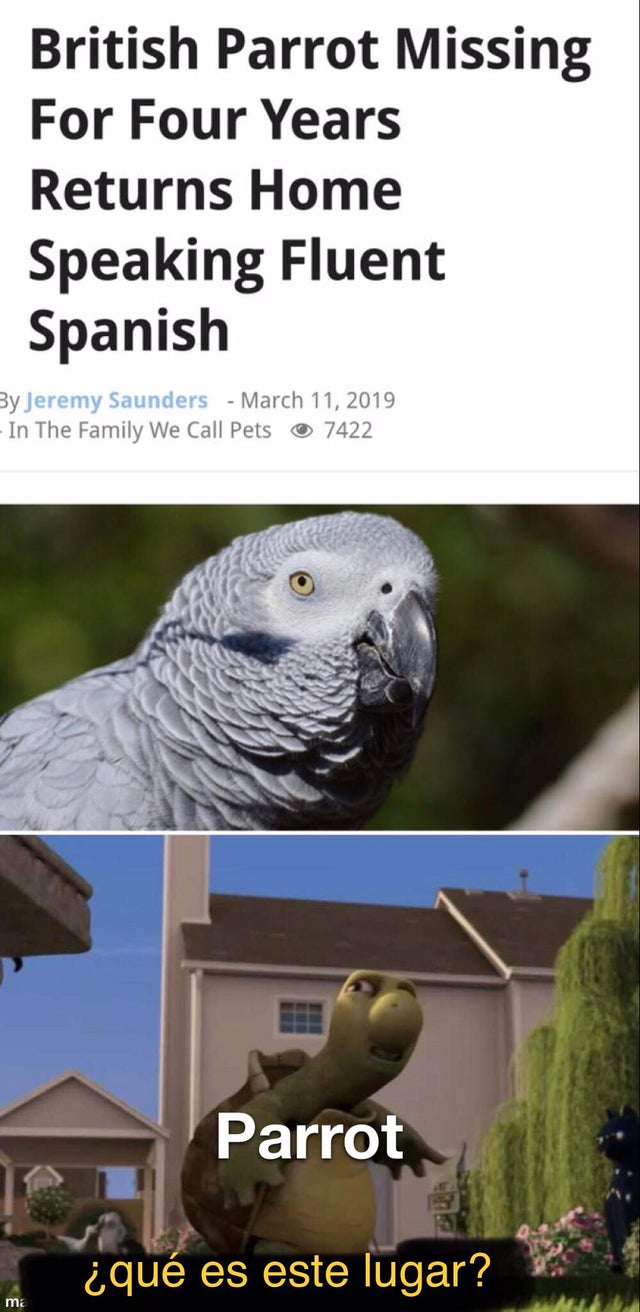 ain t gonna get nothing done hoeing around like that - British Parrot Missing For Four Years Returns Home Speaking Fluent Spanish By Jeremy Saunders In The Family We Call Pets @ 7422 Parrot qu es este lugar? ma