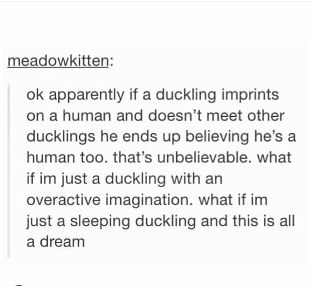 document - meadowkitten ok apparently if a duckling imprints on a human and doesn't meet other ducklings he ends up believing he's a human too. that's unbelievable. what if im just a duckling with an overactive imagination, what if im just a sleeping duck
