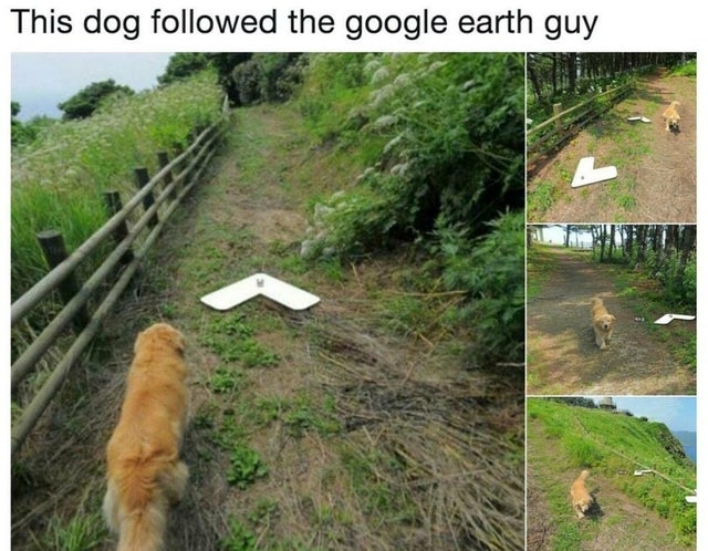 google street view dog following - This dog ed the google earth guy