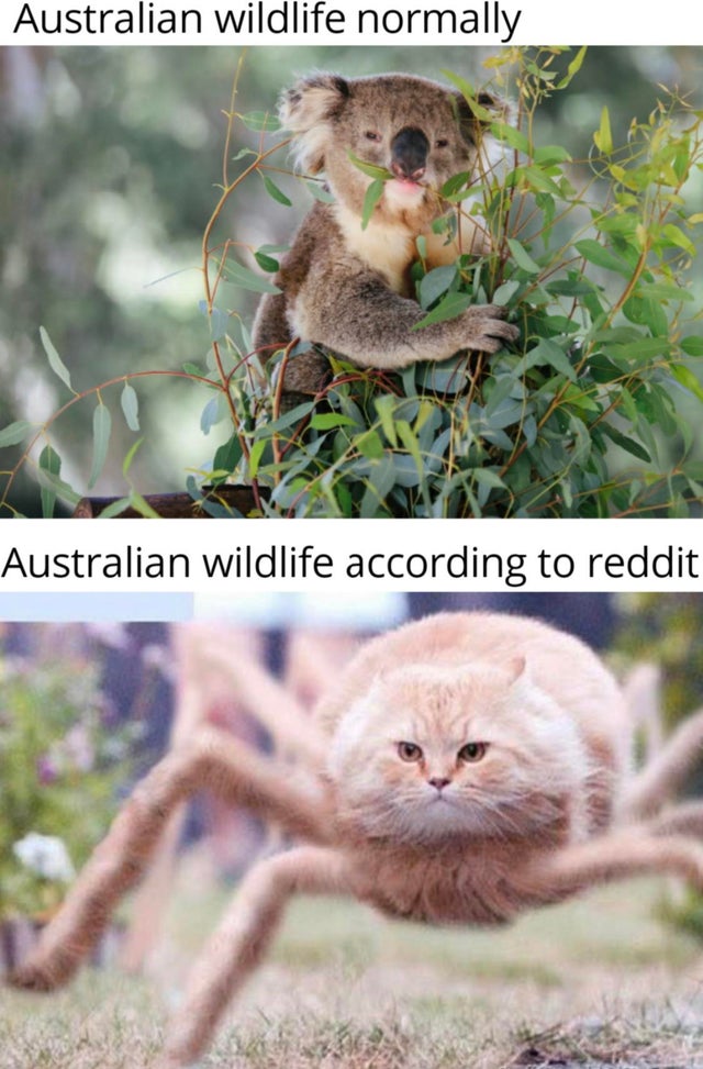 cat spider meme - Australian wildlife normally Australian wildlife according to reddit