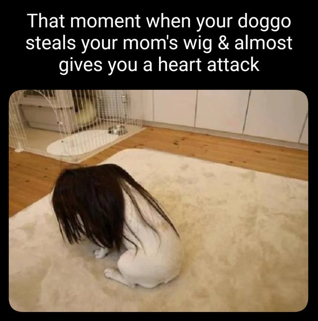 fuck with anime fans - That moment when your doggo steals your mom's wig & almost gives you a heart attack