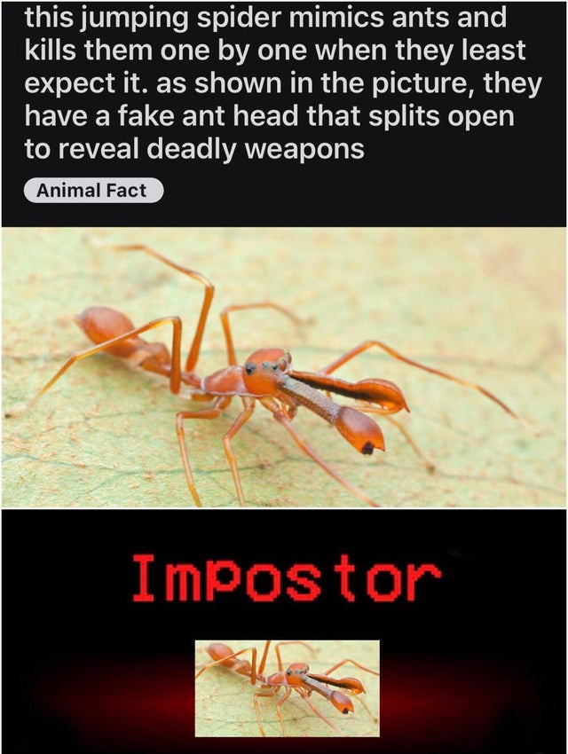 ant - this jumping spider mimics ants and kills them one by one when they least expect it. as shown in the picture, they have a fake ant head that splits open to reveal deadly weapons Animal Fact Impostor