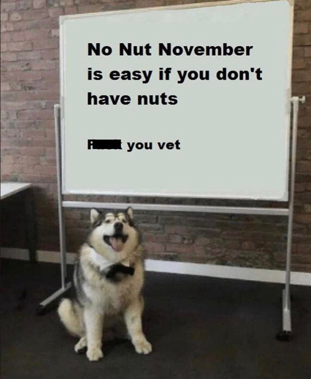 dog whiteboard meme template - No Nut November is easy if you don't have nuts you vet