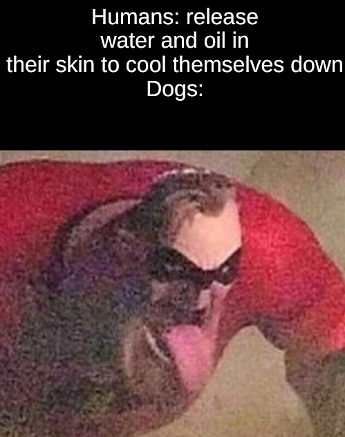 kids born in 2004 memes - Humans release water and oil in their skin to cool themselves down Dogs