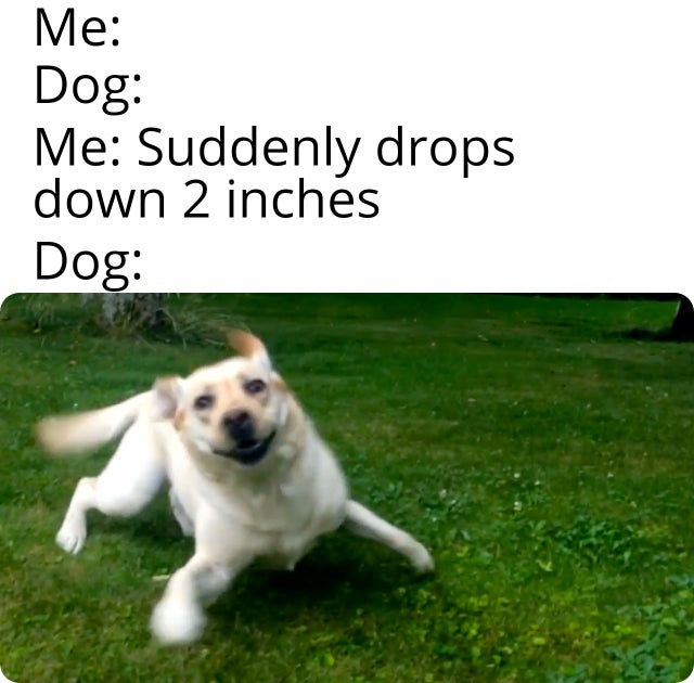funny animal memes - Me Dog Me Suddenly drops down 2 inches Dog