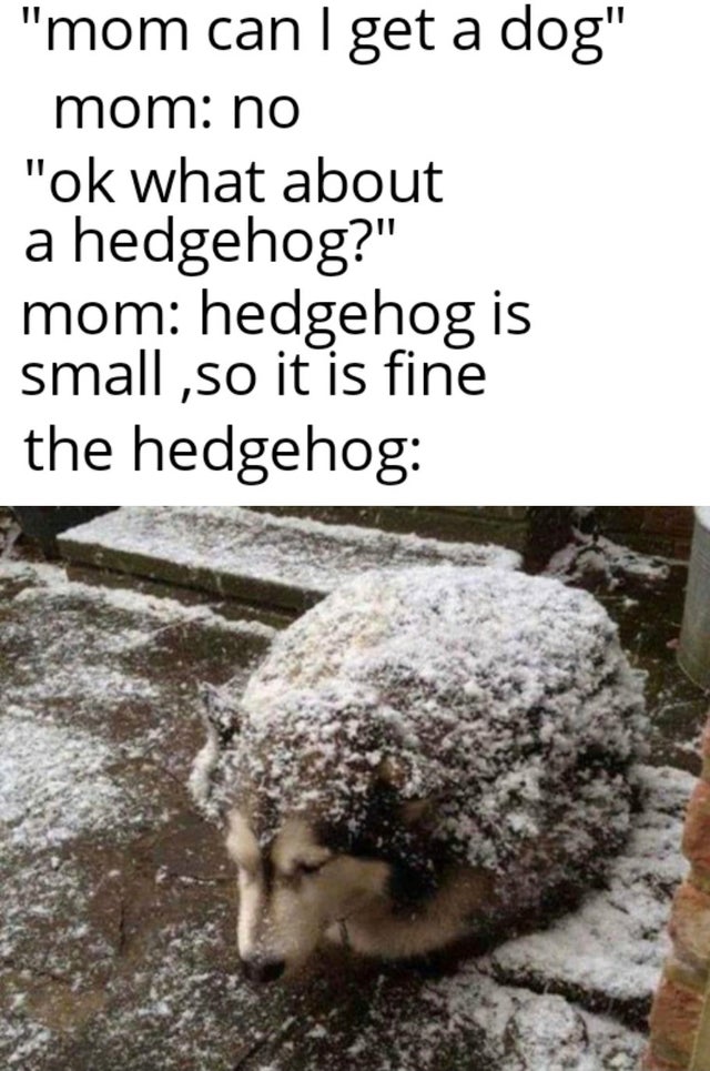hedgehog husky meme - mom can I get a dog mom no ok what about a hedgehog? mom hedgehog is small ,so it is fine the hedgehog