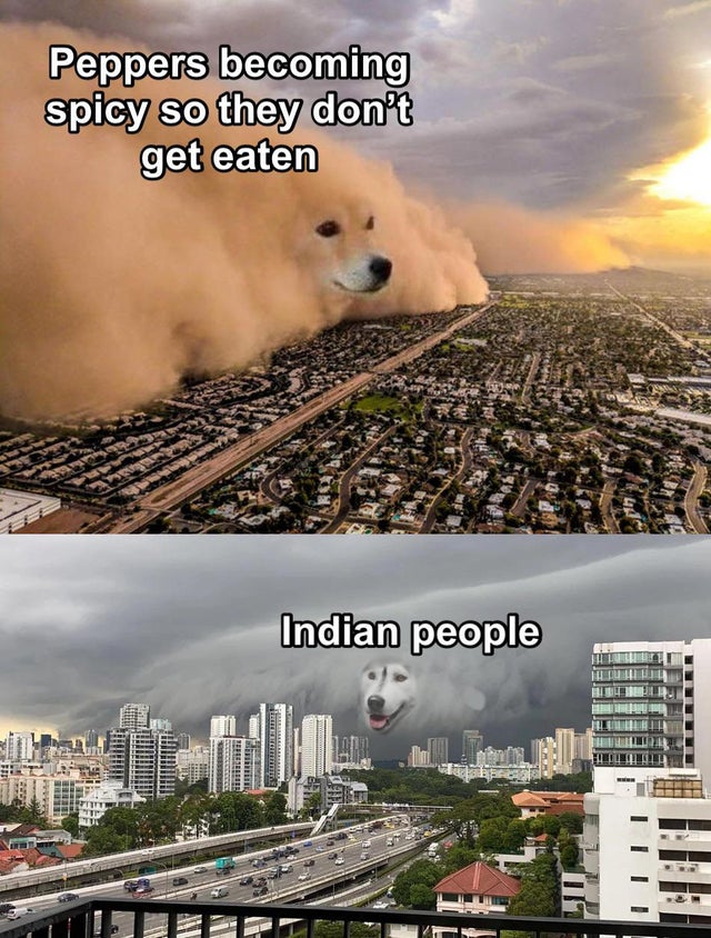 dust storm dog meme - Peppers becoming spicy so they don't get eaten Re Indian people Elle