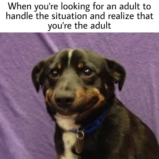 uncomfortable and slightly nervous dogs - When you're looking for an adult to handle the situation and realize that you're the adult
