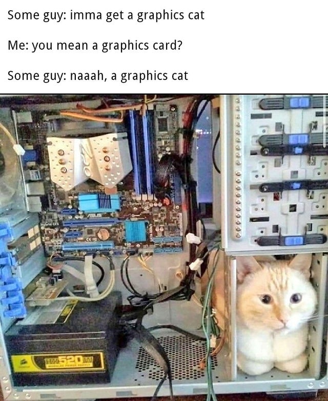 Some guy imma get a graphics cat Me you mean a graphics card? Some guy naaah, a graphics cat L soul coco . 520m