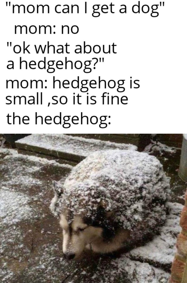 powdered donut dog - "mom can I get a dog" mom no "ok what about a hedgehog?" mom hedgehog is small ,so it is fine the hedgehog