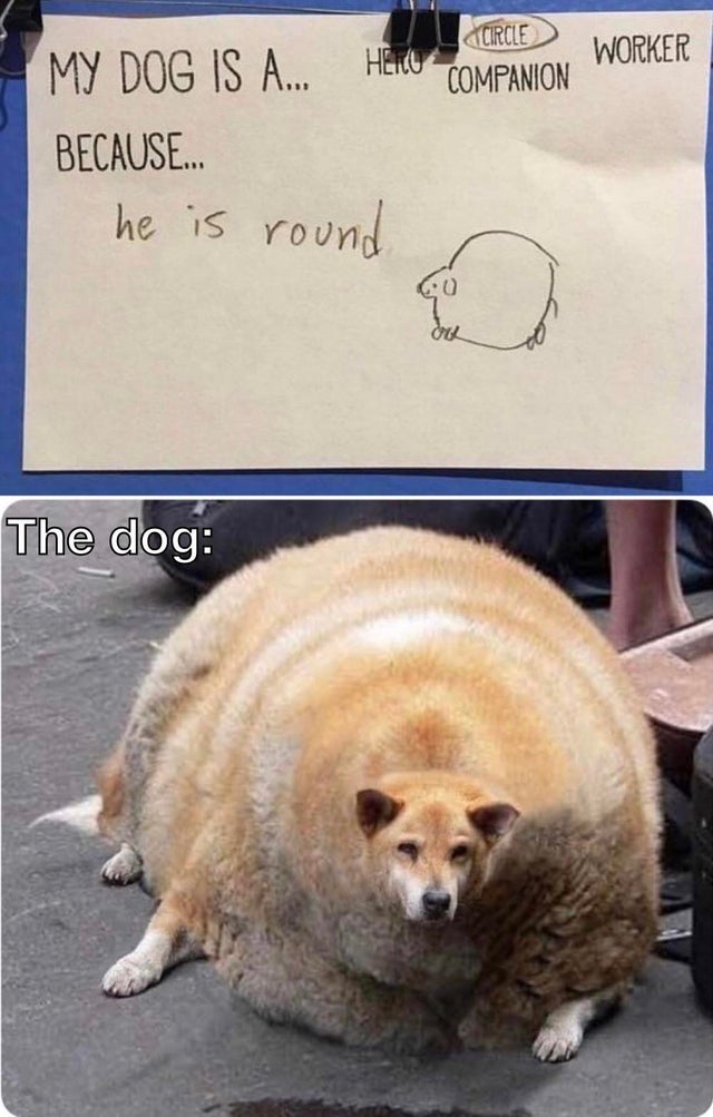 fat dog - Worker Circle My Dog Is A... Heicu Companion Because... he is round 0 On The dog