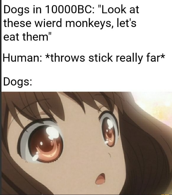 ishigami wisdom meme - Dogs in 10000BC "Look at these wierd monkeys, let's eat them" Human throws stick really far Dogs