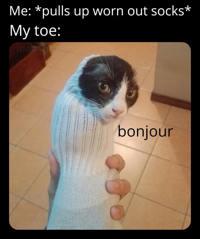 it's dangerous to go alone take this cat - Me pulls up worn out socks My toe idea ranted bonjour