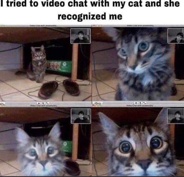 wholesome cat memes - I tried to video chat with my cat and she recognized me