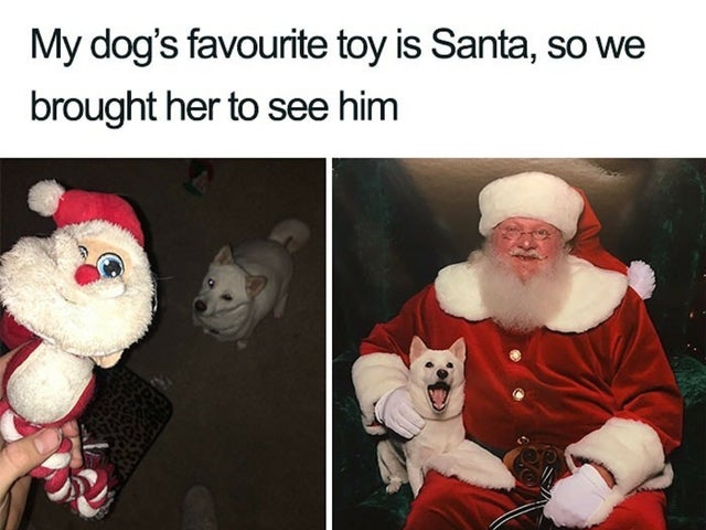 christmas memes - My dog's favourite toy is Santa, so we brought her to see him