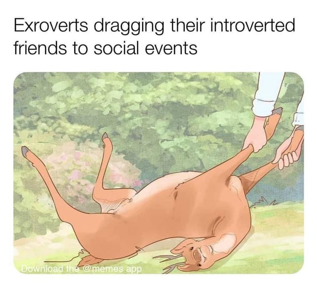 extroverts dragging their introverted friends to social events - Exroverts dragging their introverted friends to social events Download the app