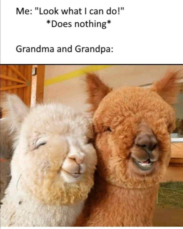 happy llamas - Me Look what I can do! Does nothing Grandma and Grandpa