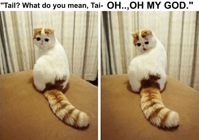 percent cat - Tail? What do you mean, Tai Oh..Oh My God.