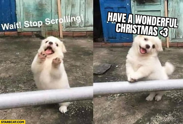 stop scrolling i think you re cute - Have A Wonderful Christmas