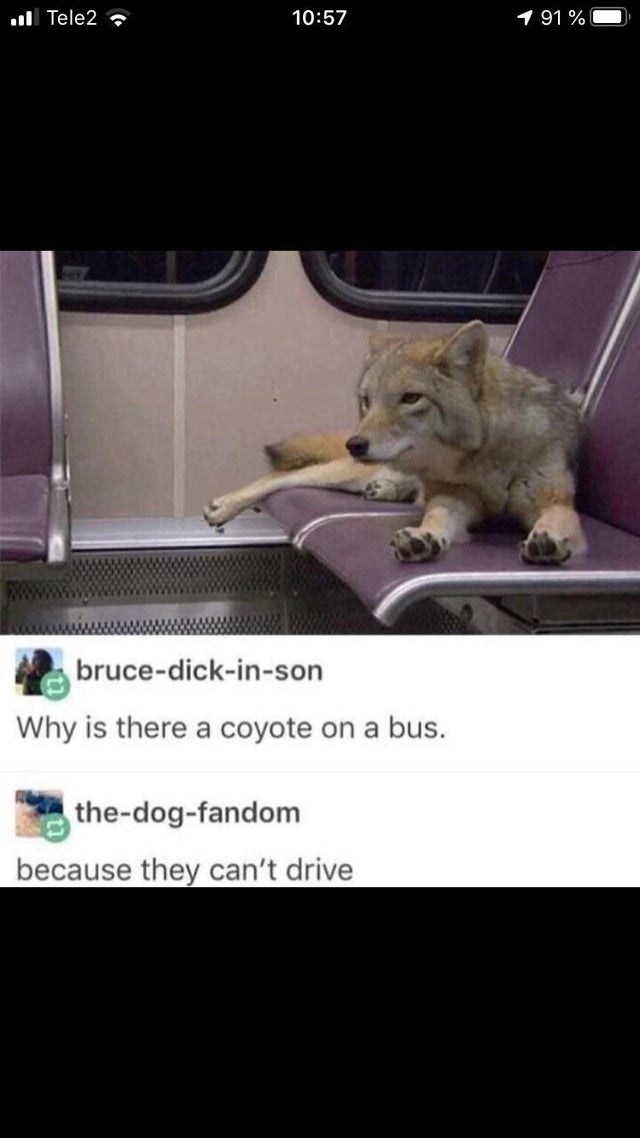 coyote on the bus - ... Tele2 1 91 % brucedickinson Why is there a coyote on a bus. thedogfandom because they can't drive