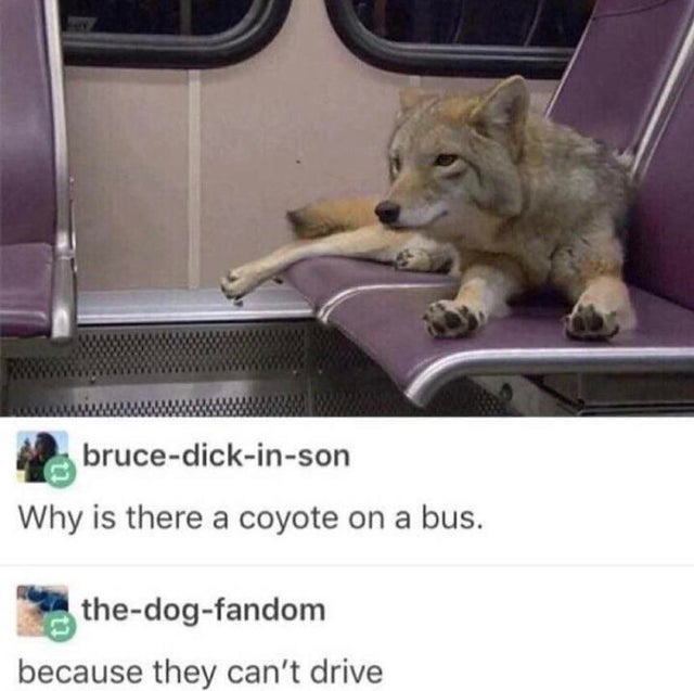 coyote on a bus - brucedickinson Why is there a coyote on a bus. thedogfandom because they can't drive