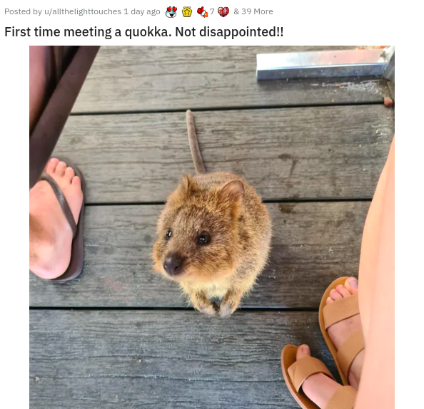 fauna - Posted by uallthelighttouches 1 day ago & 39 More First time meeting a quokka. Not disappointed!!
