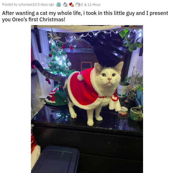 photo caption - Posted by utunaaa12 5 days ago 3 & 11 More After wanting a cat my whole life, i took in this little guy and I present you Oreo's first Christmas!