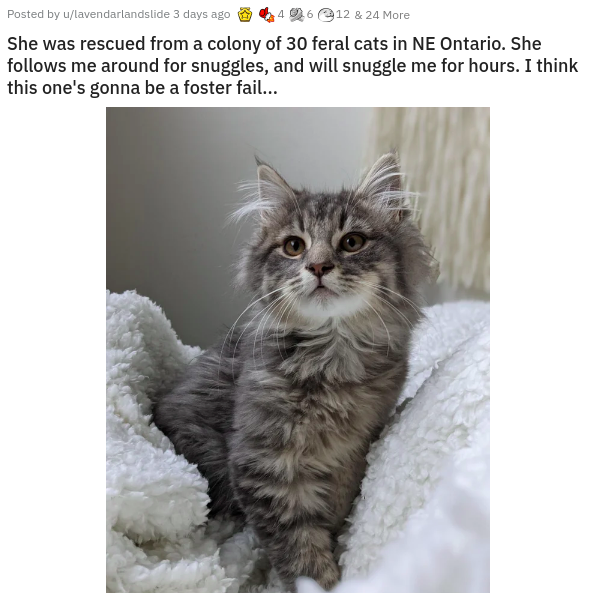 photo caption - Posted by ulavendarlandslide 3 days ago 12 & 24 More She was rescued from a colony of 30 feral cats in Ne Ontario. She s me around for snuggles, and will snuggle me for hours. I think this one's gonna be a foster fail...