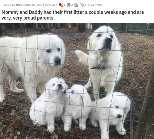 dog - Posted by uboopdoggonose 5 days ago 25 & 14 More Mommy and Daddy had their first litter a couple weeks ago and are very, very proud parents.