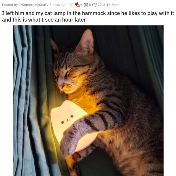 photo caption - Posted by uSomethingSealt 5 days ago 12 & 18 More I left him and my cat lamp in the hammock since he to play with it and this is what I see an hour later