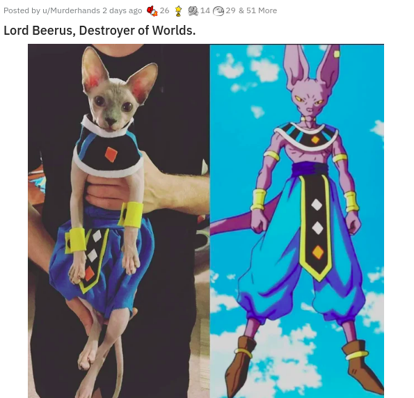 sphynx cat dragon ball - 26 Posted by uMurderhands 2 days ago 9 14 29 & 51 More Lord Beerus, Destroyer of Worlds. Fi