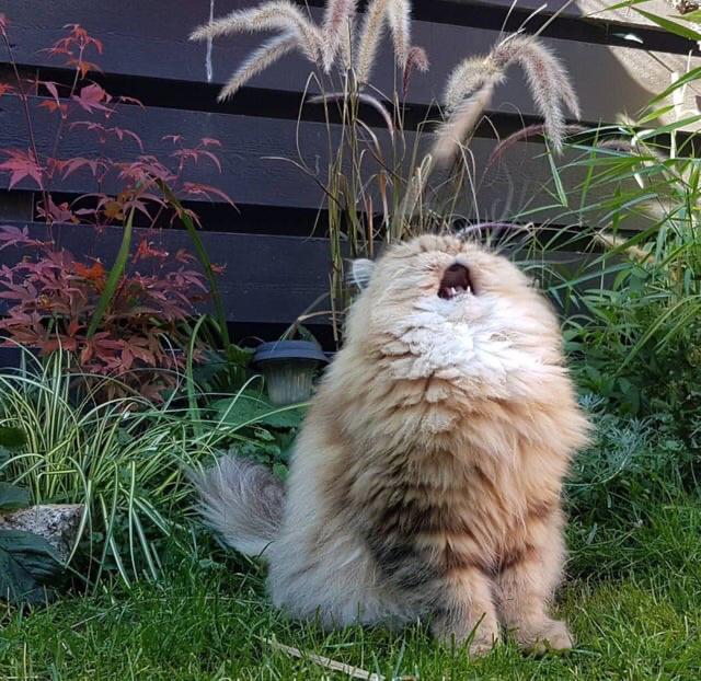 shall sing you the song of my people cat