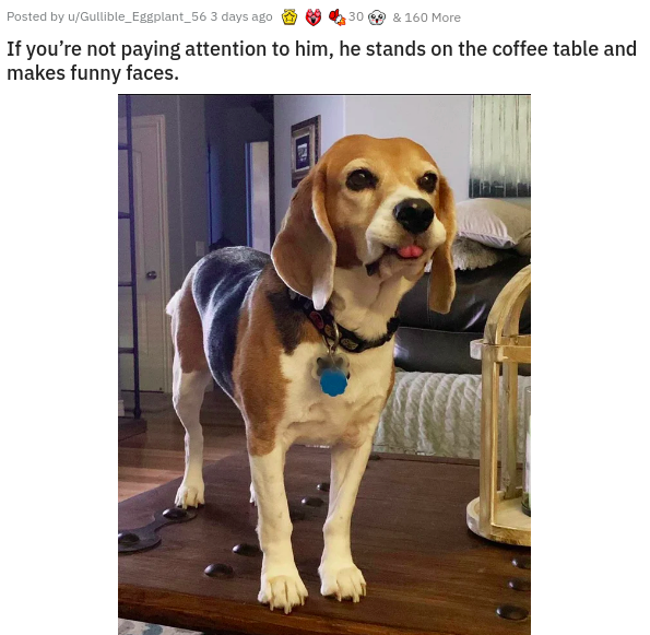 beagle - Posted by uGullible_Eggplant_56 3 days ago 30 & 160 More If you're not paying attention to him, he stands on the coffee table and makes funny faces.