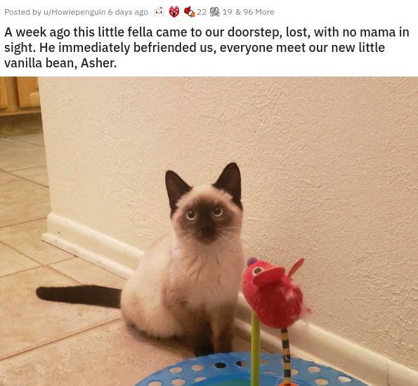 photo caption - Posted by wHowiepenguin 6 days ago 22 19 & 96 More A week ago this little fella came to our doorstep, lost, with no mama in sight. He immediately befriended us, everyone meet our new little vanilla bean, Asher.