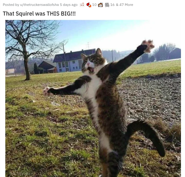 cute cat - 10 16 & 47 More Posted by uthetruckerswalloisha 5 days ago That Squirel was This Big!!!
