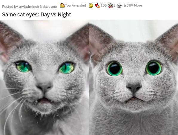 russian blue cat meme - 105 29.0 & 389 More Posted by uvladgrinch 3 days ago Top Awarded Same cat eyes Day vs Night