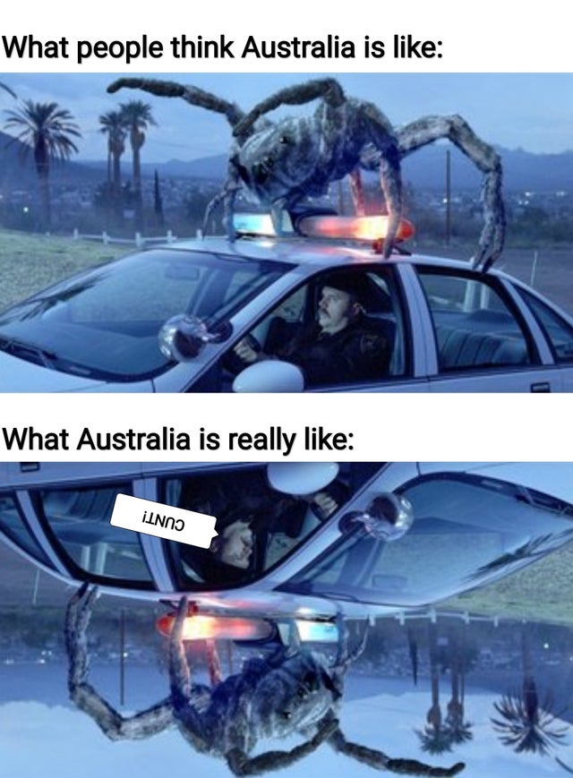giant spiders - What people think Australia is What Australia is really Inno