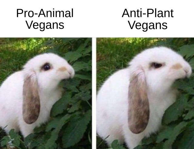 memes funny - ProAnimal Vegans AntiPlant Vegans