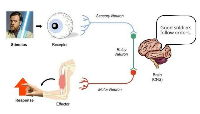 stimulus response - Sensory Neuron Good soldiers orders. Stimulus Receptor Relay Neuron Brain Cns Motor Neuron Response Effector