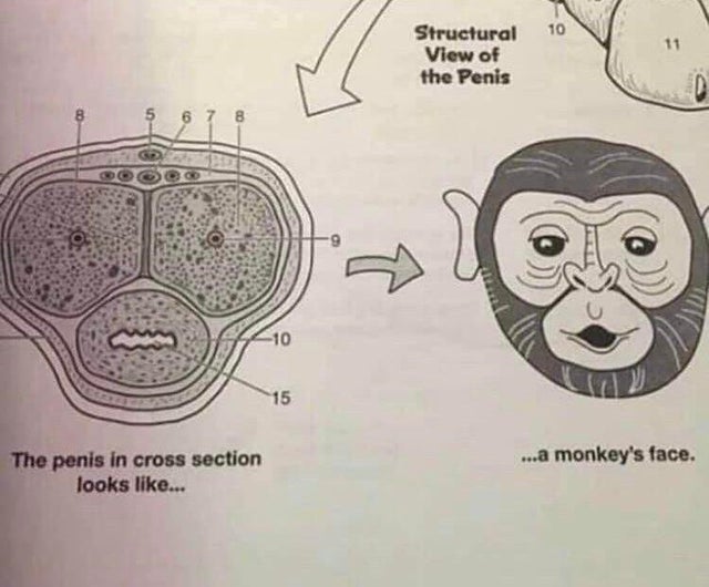 stem memes - 10 Structural View of the Penis D f 6 7 8 10 15 ...a monkey's face. The penis in cross section looks ...