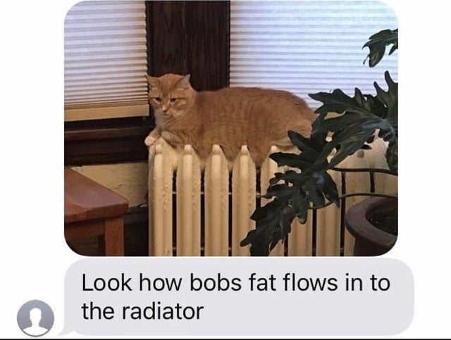 cat - Look how bobs fat flows in to the radiator