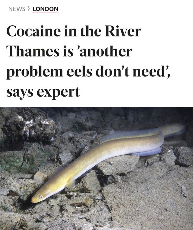 eel aquaculture - News London Cocaine in the River Thames is 'another problem eels don't need', says expert