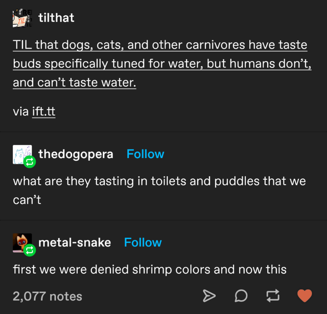 software - tilthat Til that dogs, cats, and other carnivores have taste buds specifically tuned for water, but humans don't, and can't taste water. via ift.tt thedogopera what are they tasting in toilets and puddles that we can't metalsnake first we were 