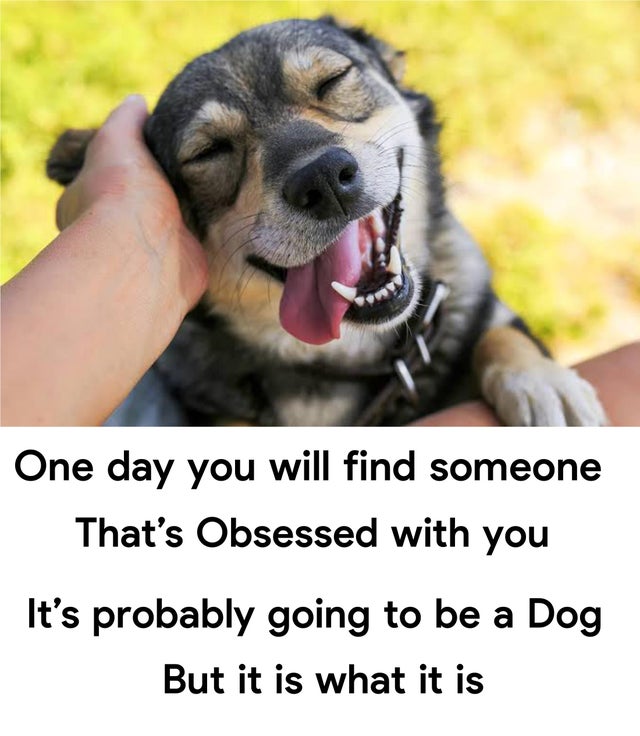 stroke a dog - One day you will find someone That's Obsessed with you It's probably going to be a Dog But it is what it is