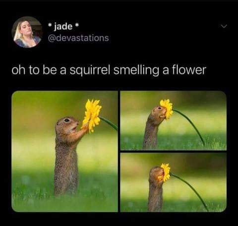 fauna - jade oh to be a squirrel smelling a flower