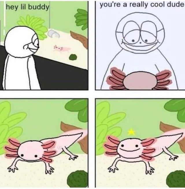 funny axolotl memes - hey lil buddy you're a really cool dude
