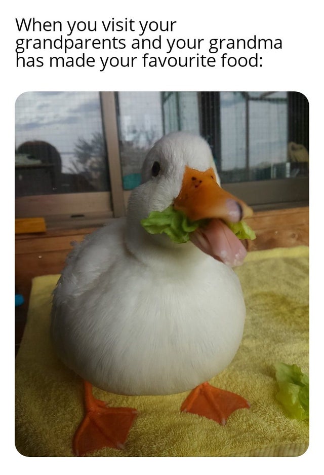 wholesome duck memes - When you visit your grandparents and your grandma has made your favourite food