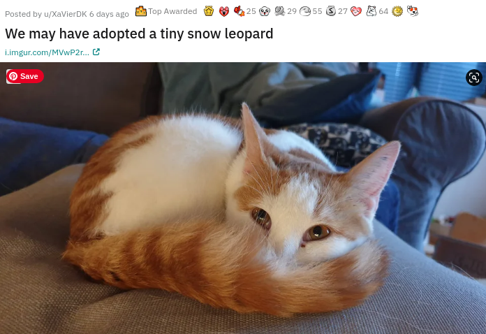 photo caption - 25 29 55 3 27 64 Posted by uXavier Dk 6 days ago Top Awarded We may have adopted a tiny snow leopard Limgur.comMVWP2.C Save @